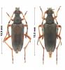 Stictoleptura stragulata